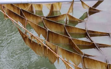 「色落ちノリ」がんに効果か　資源の有効活用にも