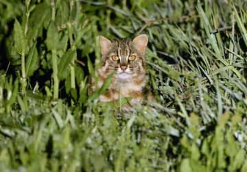 【独自】ツシマヤマネコにPFAS　「高濃度」検出、影響恐れ