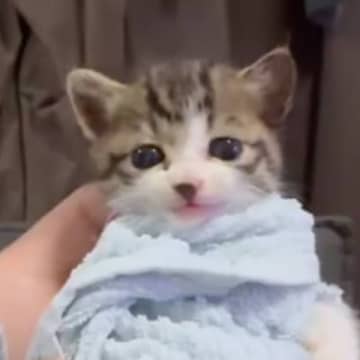 「可愛すぎて苦しい」タオルでおくるみされた赤ちゃん猫…悶絶必至の『あまりにも尊すぎる瞬間』が41万再生「赤にゃん」「涙が出てきた」