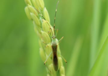カメムシ　平年より多く　玄米収量や品質低下懸念　茨城県病害虫防除所