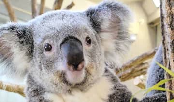 横浜・金沢動物園のコアラ「ひなぎく」天国へ　リンパ腫が死因か、3歳で