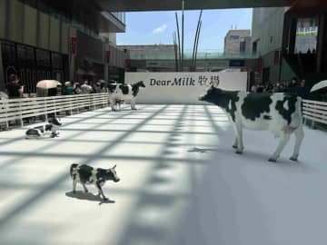 明治 都心に1日限定「Dear Milk牧場」 “乳製品のみ”の味わいを体験提案