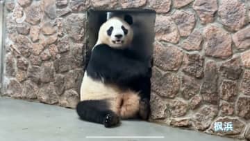 和歌山から返還のパンダ映像公開　中国四川省の研究施設