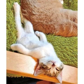 寝姿が「酔っ払いのおじさん」のようだった保護子猫→出会いからもうすぐ5年、「娘さんLOVE」な愛らしいコに成長！