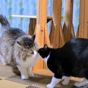 ２匹の姉妹猫の不在で、元気がないボス猫→２週間ぶりに再会した結果…あまりにも尊い『愛に溢れたワンシーン』に「感動した」「素敵」