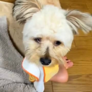 新生活に疲れ泣いていたら、犬がハンカチを持ってきてくれて…予想もつかなかった『まさかの結末』に4万5000いいね「笑う」「無理矢理で草」