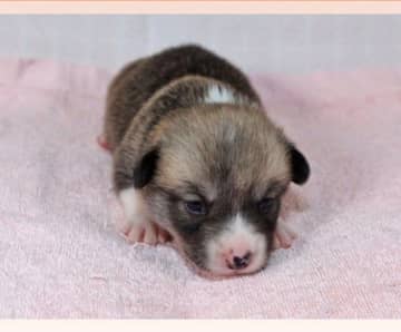 “タヌキのような見た目だった”コーギー子犬→約1年後、やんちゃで甘えん坊の「毎日家族に笑いをもたらす”Happy Boy”」