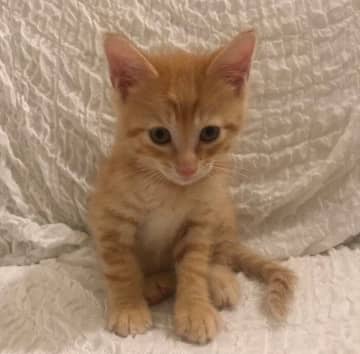 飼い主に“生きる気力”をくれた小さな保護子猫　ともに過ごした5年を振り返り「ずっと一緒にいてくれてありがとう」
