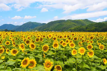 夏だけの絶景！関西最大級74万本「佐用町南光ひまわり祭り2025」開催