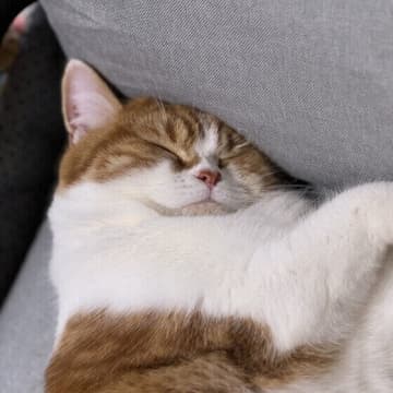 猫の寿命はどのくらいまで延びますか？　専門家に聞いてみた！