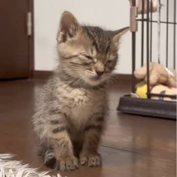 子猫『大きくなったら横になって寝るようになる』と思ったら…約1年後→まさかの光景に「もう1年後には立ってそう」「可愛すぎｗ」と33万再生