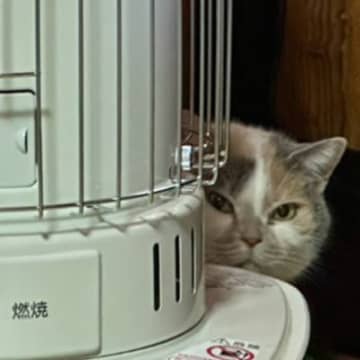 『夫婦喧嘩』をしていたら、物陰から猫が…思わず笑っちゃう『まさかの光景』に9万5000いいね「家政婦の三毛」「笑ってしまったｗｗ」
