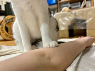 寝転がる飼い主の腕を踏んでじっとする猫、なぜ？　「人を踏みつける行動」からわかる心理｜獣医師解説