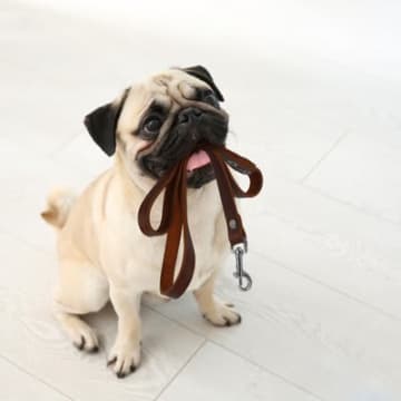 犬を散歩に連れて行くときの『適切なタイミング』とは？ごはん前と後どちらがいいの？