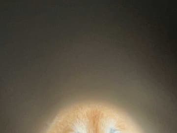 柴犬をラップの芯から覗いた結果…　まさかの発見に「天才かよ」「爆笑」