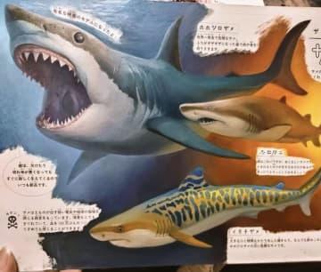 画力、おかしいだろ…！子供の「サメ塗り絵」、本気で塗ったら“博物館級”の作品が爆誕。独学とは思えない完成度