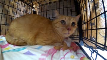 【先週読まれた人気記事】青木マッチョの預かる保護猫・ヴィクトリアがついに譲渡会へ！新たな家族との幸せを願い4か月の共同生活に終止符
