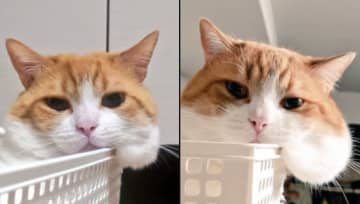 これ、本当に同じ猫…？季節で“フォルムチェンジ”する猫、変わり果てた（？）姿に「むしろカゴが小さくなった説」まで浮上