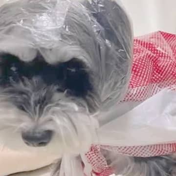 雨の日、お店のビニール袋で『犬のカッパ』をDIYした結果…まさかの『モデルのような光景』が25万再生「レインコートより素敵」「斬新」