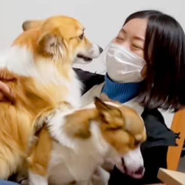 ママが帰省のため不在に→3日ぶりに家に帰ると、2匹の犬が…泣けるほど健気な『おかえりなさい』が59万再生「涙出た」「ヤキモチ可愛い」