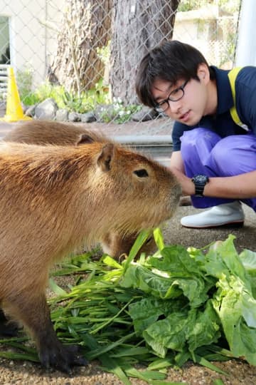 「カピバラはリラックスすると…」まさかの変化にSNS驚き→「巨大な毛虫」「モップみたい」14万いいね