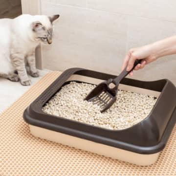 猫が『トイレ掃除をじっと観察』する4つの理由　ちょっと焦らされる謎行動の意味とは