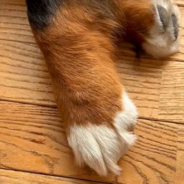 超大型犬のおててを人間の手と比較してみたら…思った以上に『重量感ある光景』に2万いいね集まる「たまらん…最高」「握手してください」と悶絶