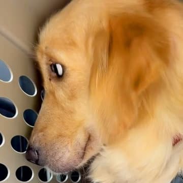 行き場を失い『何も期待していない目』をした2歳の大型犬を保護→全力でお世話をしたら…涙腺崩壊する『心が変化した瞬間』に791万再生の反響