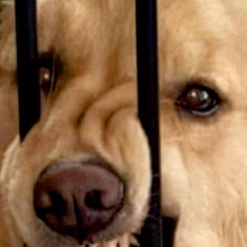 『家を間違えたかと思った』帰宅してドアを開けた瞬間…想像もしなかった『大型犬がしていた行動』に2万いいね「どういう感情ｗ」「顔ｗｗ」