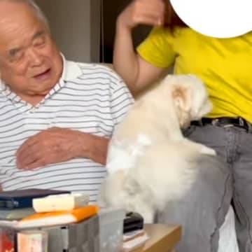 おじいちゃんのことが大好きすぎる犬→お姉ちゃんに隣を奪われた結果…嫉妬でブチギレまくる光景が152万再生「差がすごいｗ」「表情違いすぎ」