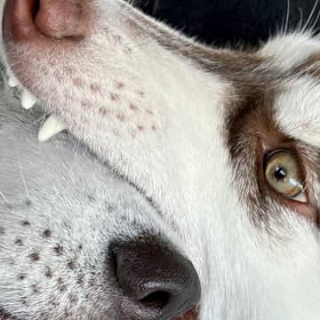 『お兄ちゃん食べないよ』犬を飼って初めて言った言葉…そのまんま過ぎる『衝撃的な光景』に36万いいねの大反響「オオカミの愛情表現」「最高」