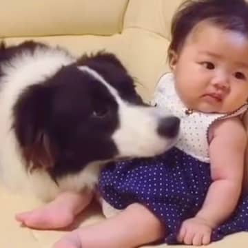 生後２ヶ月の赤ちゃんをペロペロする犬→集中しすぎた結果…まさかの『可愛すぎるハプニング』に「たまらん…」「かわいすぎて悶える」と反響