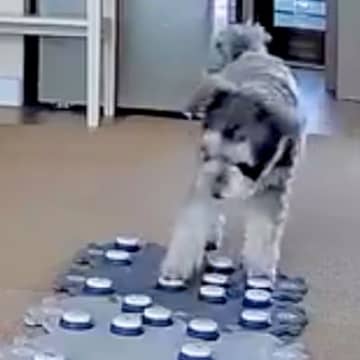 会話ボタンで『トイレが汚れた』と伝えてくる犬…まさかの『本当に伝えたかったこと』に衝撃「賢すぎてびっくり」「考えてるの天才」と20万再生