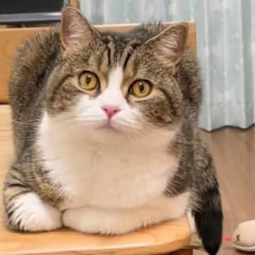 じっと見つめてくる猫→『何を言っても反応しない』と思ったら…まさかの理由と『可愛すぎる瞬間』が63万再生「キュンときた」「すごい」