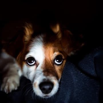 犬を留守番させるときの『電気の明るさ』はどれぐらいがベスト？愛犬が快適に感じる部屋の環境まで