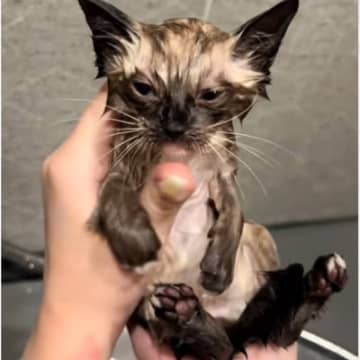 捨てられていた子猫→『初めてのお風呂』に入れた結果…予想外の反応と『尊すぎるビフォーアフター』が22万再生「たまらん」「かわええ」
