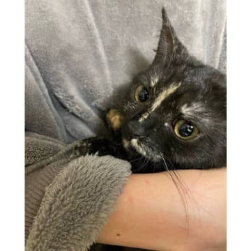 飼育放棄された1才の保護猫と出会い、「自然に家族になれそう」とお迎え→4年の月日をともにし、「みんなの心を支え」に！