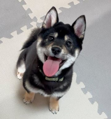 「早くボールを投げて」と目をキラキラさせる柴の子犬→5カ月後にも変わらない笑顔を見せる姿が愛おしい！