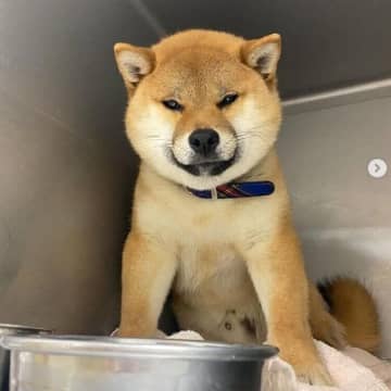 「不安そうに見つめていた」元保護犬が2カ月後に見せた笑顔が愛おしい！「お互い幸せを与えられる」存在に