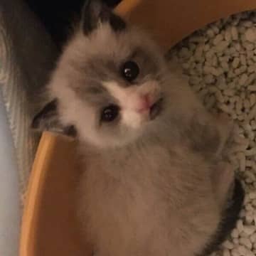 車のエンジンルームの中で見つかり保護された子猫→8年後、幸せいっぱいの「わがままボディ」に成長した姿にキュン！