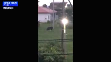 クマに襲われ52歳男性が死亡　体長1.5ｍほどで付近に潜んでいる可能性　北海道・福島町