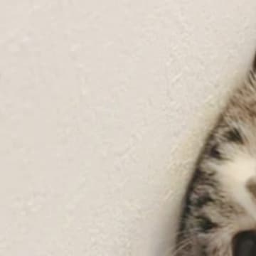 家の中に『クモ』が現れた結果、猫が……ぴえん顔で『真剣に見つめる様子』が尊いと15万いいねの大反響「見方が可愛すぎる」「破壊力やばぁい」