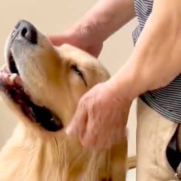後遺症で歩くのも困難だったおじいちゃん→大型犬と毎日一緒に過ごした結果…思わず泣けてくる『現在の光景』に反響「最高のリハビリ」「天使」