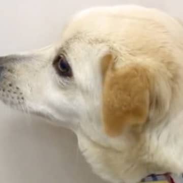 人が怖くて震えていた保護犬を家族に→半年後『奇跡の出会い』があり…幸せあふれる光景が泣けると8万再生「素晴らしい」「胸がジーンとした」