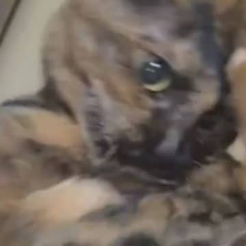 自分のしっぽに『大興奮していた猫』が突然……我に返る瞬間が思わず笑っちゃうと2万1000いいね「永遠に見てられる」「あるあるだねｗ」