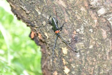 外来カミキリ、被害拡大　茨城県内6市町　古河ハナモモ名所も