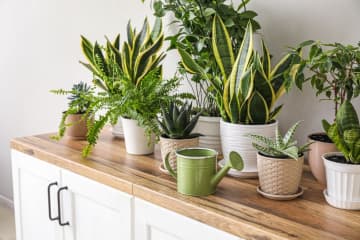 手入れが簡単な観葉植物７種！手入れが簡単なポイントも紹介