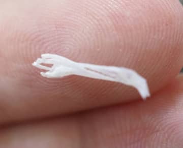 見て、この小さな“手”。爬虫類の脱皮から生まれた“奇跡の手袋”、あまりの精巧さに「本当に手袋にしか見えない」と騒然