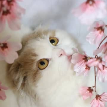 猫に『和風な名前』をつけたいときの4つのアイデア！字画にこだわるのもひとつの手かも？