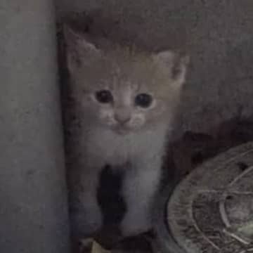 大雨の中、『ひとりぼっちで濡れている子猫がいる』と連絡…向かった結果→胸が熱くなる『結末』に「感動して泣きそう」「本当にありがとう」